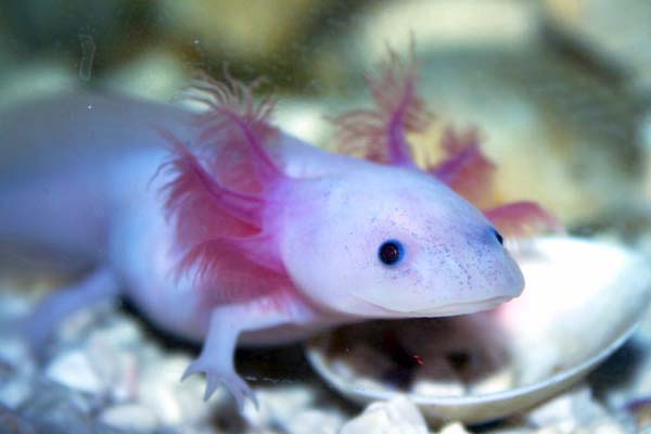 Best Sand for Axolotl Tank