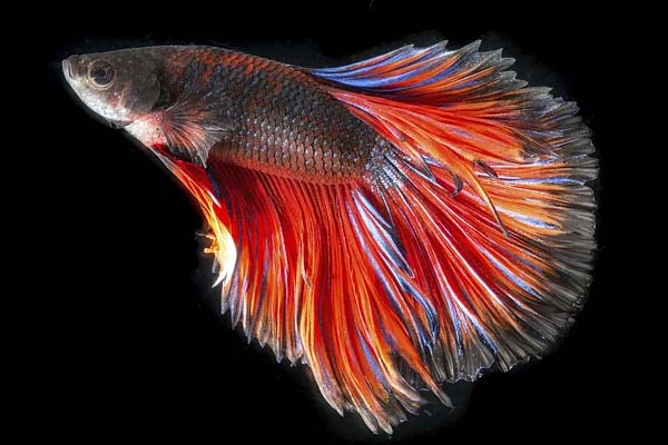 Betta Fish Tank Mates