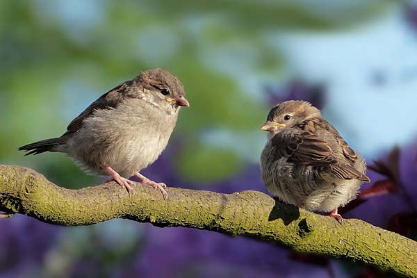 Bird Poop