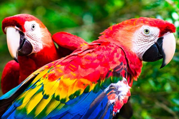 Bird Species Encyclopedia: A Comprehensive Guide to the Fascinating World of Birds