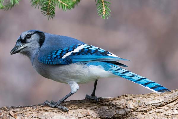 Bird Symbolism: Understanding the Meaning Behind Our Feathered Friends