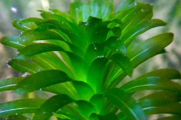 Brazilian Waterweed plant for axolotl tanks