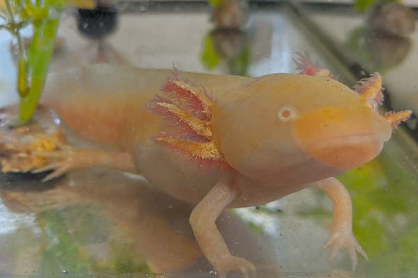 Can Axolotls Breathe Out Of Water