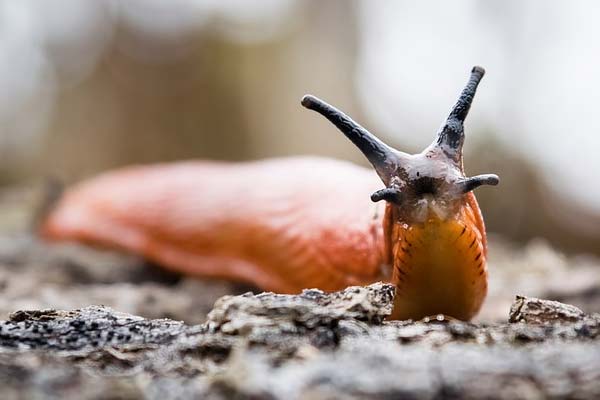 Can Axolotls Eat Slugs