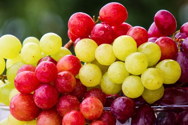 Can Cockatiels Eat Grapes