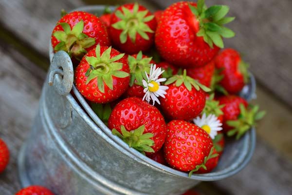 Can Cockatiels Eat Strawberries