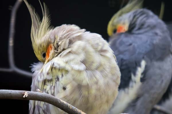 Can Cockatiels Get Cold