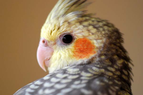 Can Cockatiels Talk