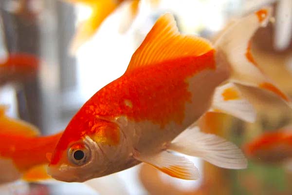 Can Cory Catfish Live with Goldfish