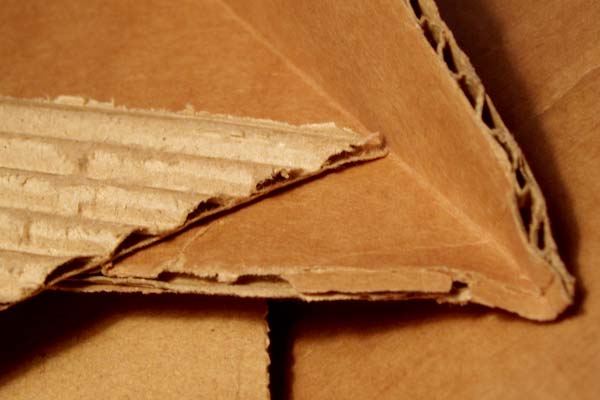 Can Guinea Pigs Chew on Cardboard