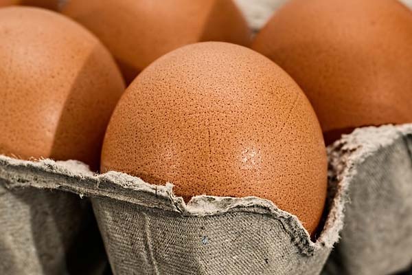 Can Guinea Pigs Eat Eggs