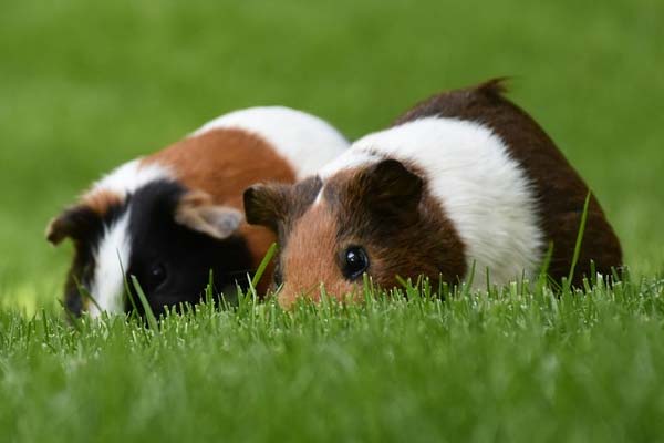 Can Guinea Pigs Eat Ferns