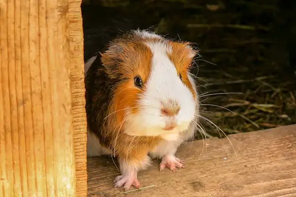 Can Guinea Pigs Eat Jelly