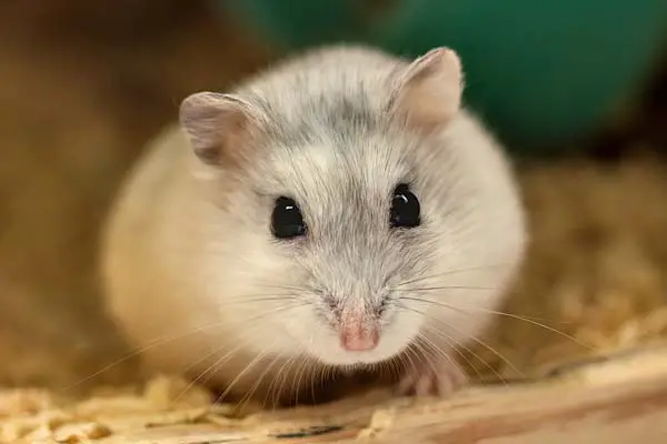 Can Hamsters Eat Raisins? Find Out the Dos and Don’ts of Feeding Your Pet