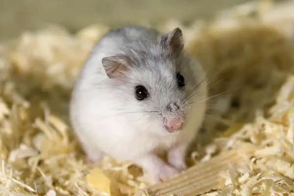 Can Hamsters Eat Rat Food? Expert Insights and Tips!