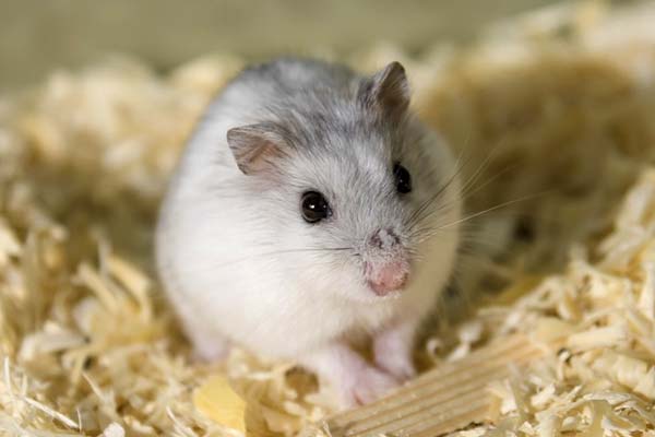 Can Hamsters Eat Rat Food