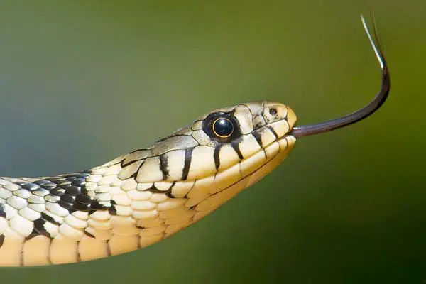 Can Snakes Drink Tap Water? Is It Safe or a Hidden Danger?