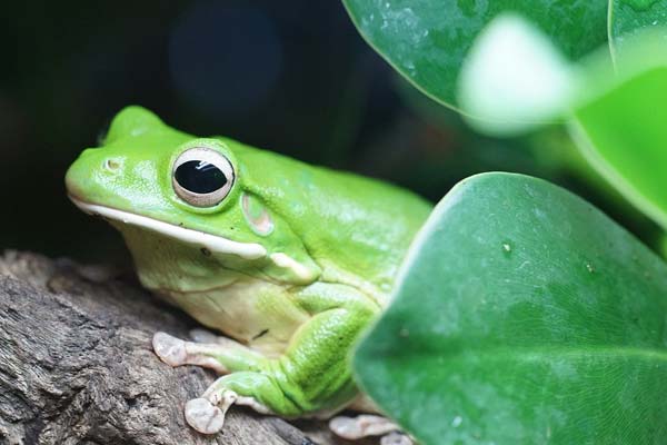 Can Tree Frogs Eat Mealworms