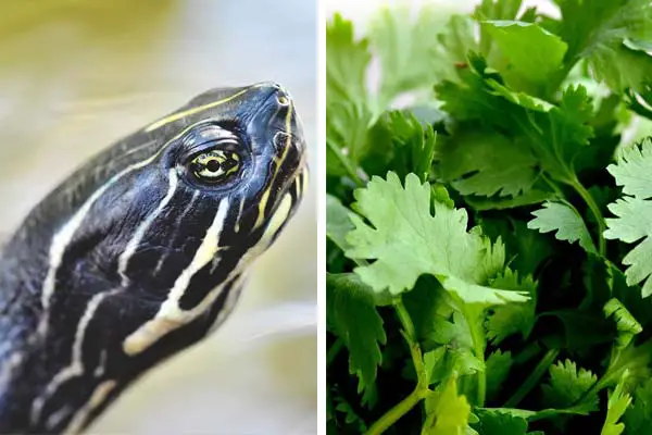 Can Turtles Eat Cilantro? Exploring the Possibilities of this Zesty Herb in Their Diet