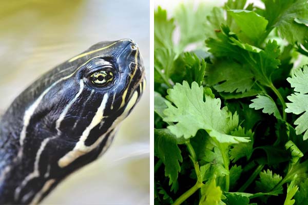 Can Turtles Eat Cilantro