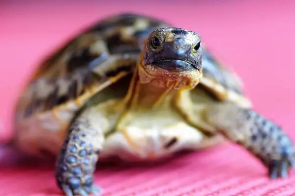 Can Turtles Eat Mealworms? Everything You Need to Know