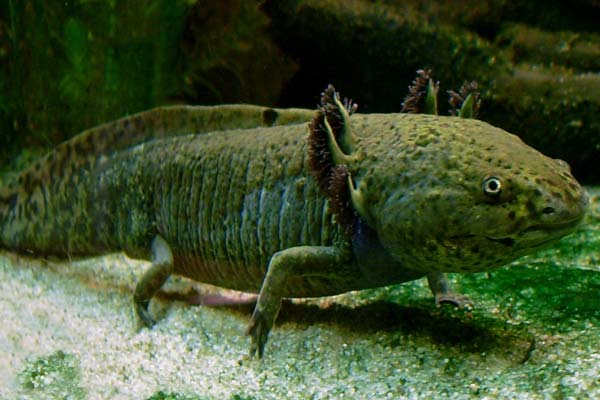 Can You Hold An Axolotl