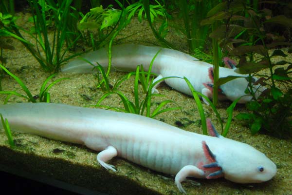 Can You Keep Axolotls Together