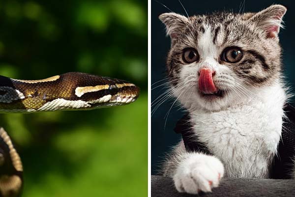 Can a Ball Python Kill a Cat