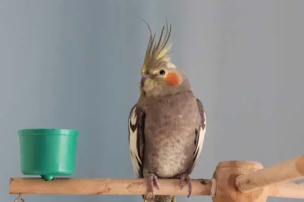 Cockatiel Behavior 101: Unlocking the Secrets to a Happy Bird