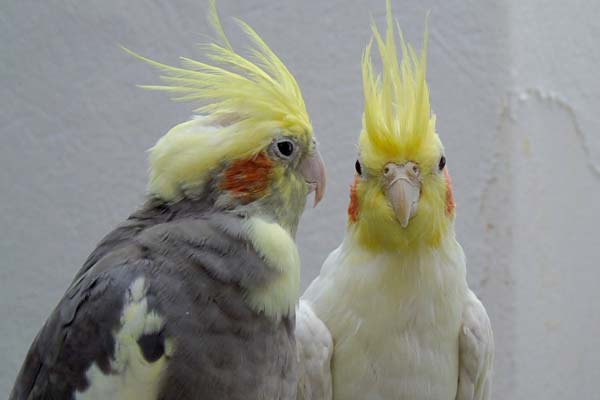 Cockatiel Breeding