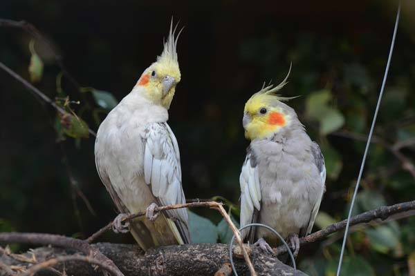 Cockatiel Sounds