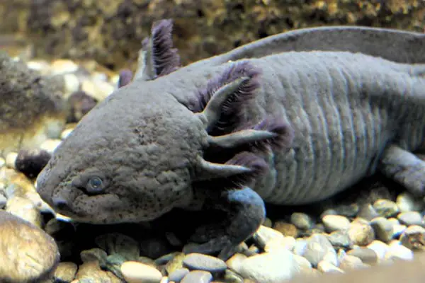 Dead Axolotl