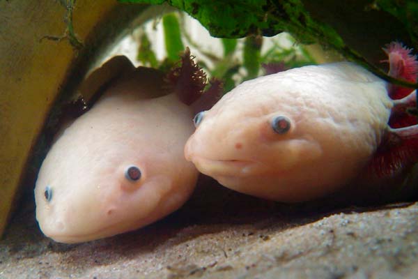 Do Axolotls Bite