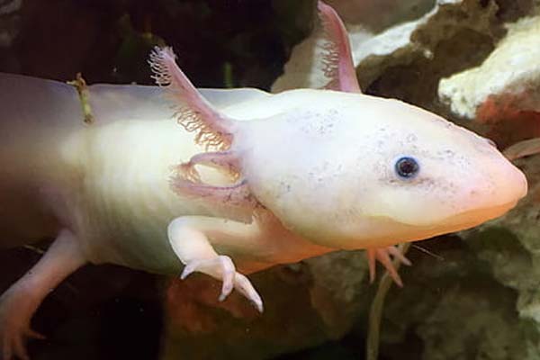 Do Axolotls Glow In The Dark