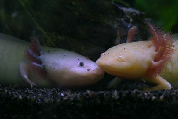 Do Axolotls Have Teeth