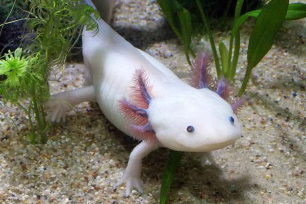 Do Axolotls Like Light