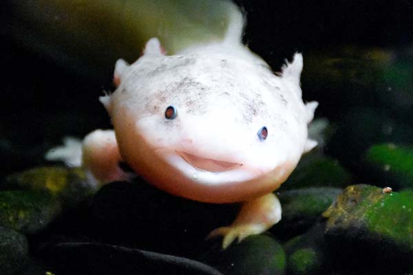 Do Axolotls Sleep