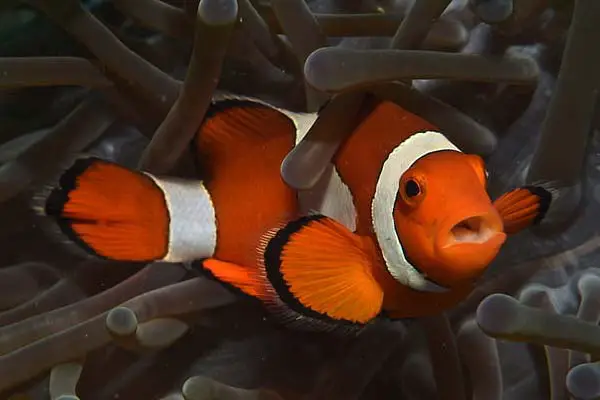 Do Clownfish Eat Their Own Eggs? Find Out Here