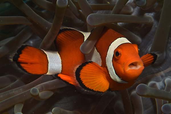 Do Clownfish Eat Their Own Eggs