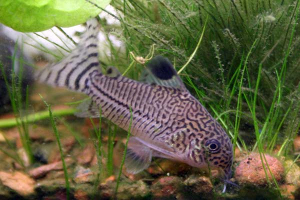 Do Cory Catfish Eat Algae? Exploring the Algae-Eating Habits of Cory Catfish