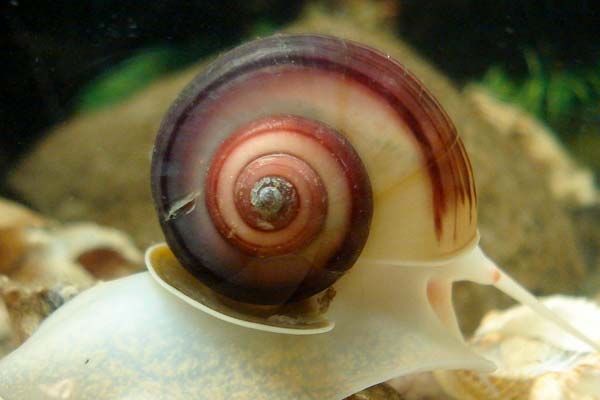 Do Cory Catfish Eat Snails? A Comprehensive Guide