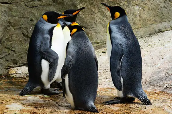 Do Penguins Have Tails