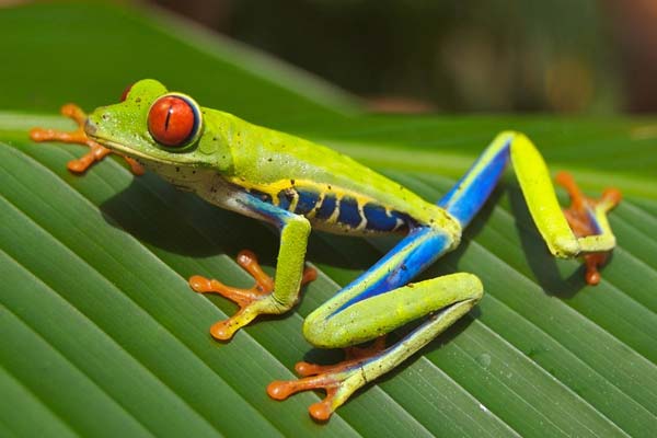 Do Tree Frogs Need a Heat Lamp