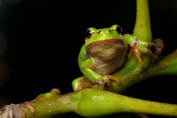 Do Tree Frogs Really Start as Tadpoles