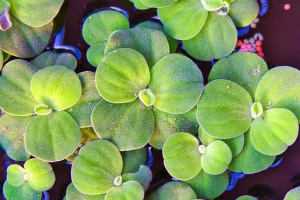 Duckweed plant for axolotl tanks