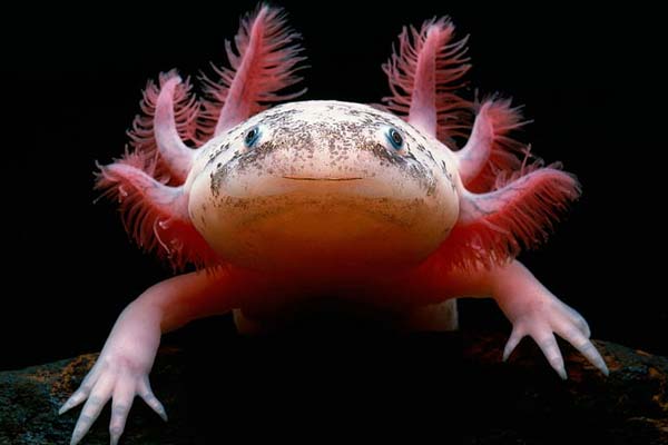 Fat Axolotl