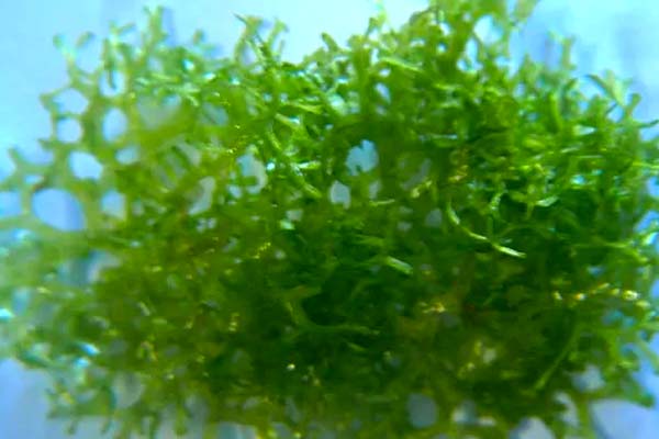 Floating Crystalwort plant for axolotl tanks