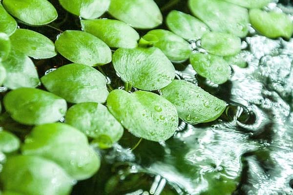 Frogbit plant for axolotl tanks