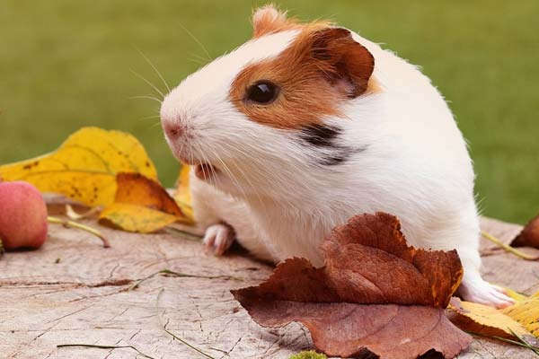 Guinea Pigs Not Eating