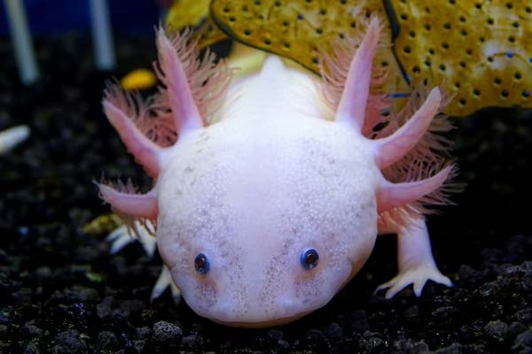 How Big Do Axolotls Get